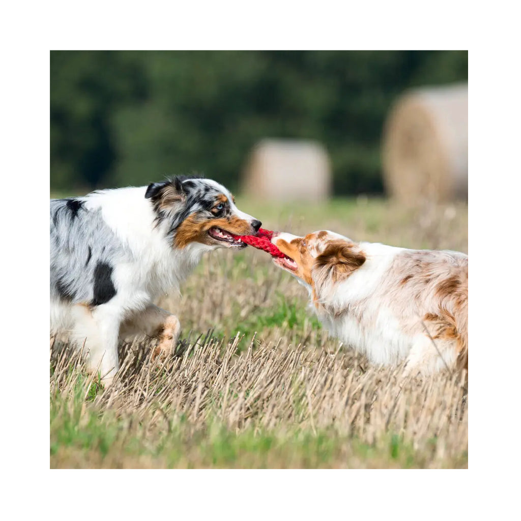 Hunde mit Hundekauspielzeug Paula Peace - Laboni