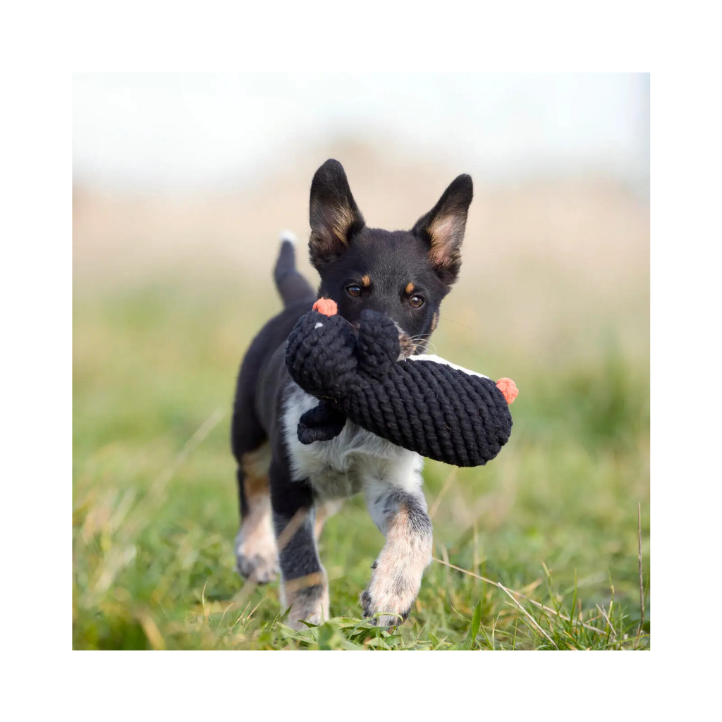 Hund mit Hundespielzeug Pinguin Poldi - Laboni