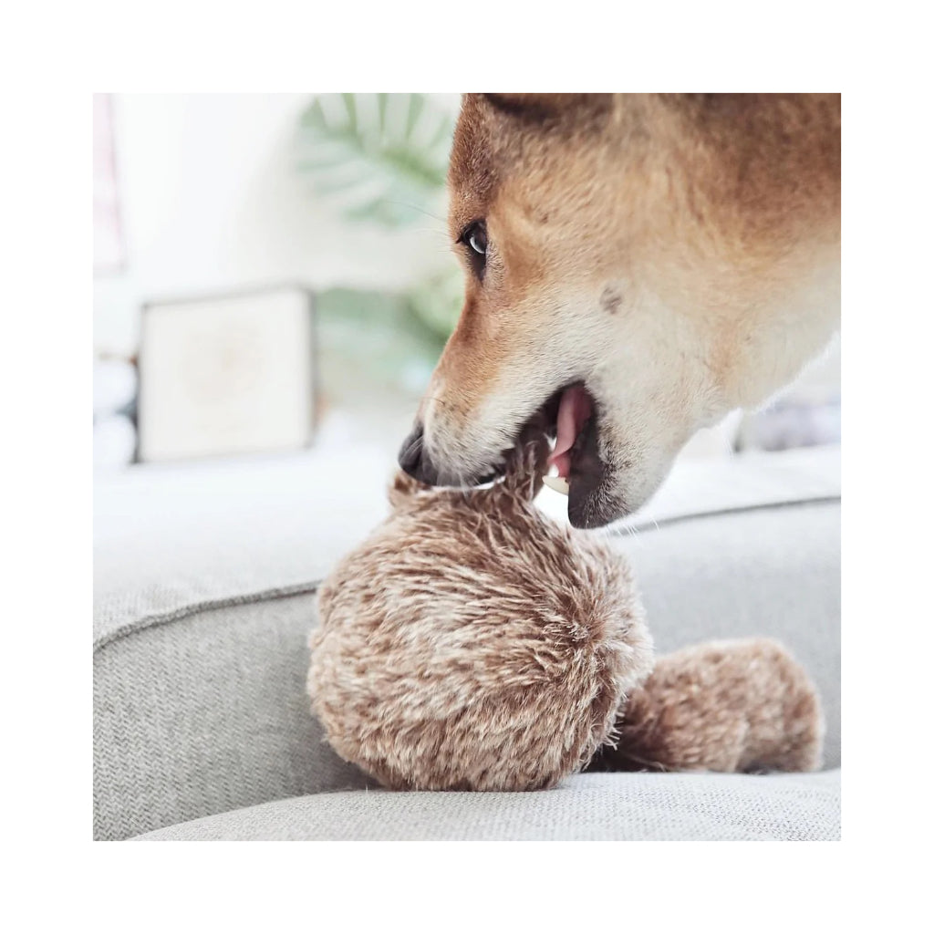 Hund mit Hundespielzeug Eichhörnchen POP - Lambwolf Collective