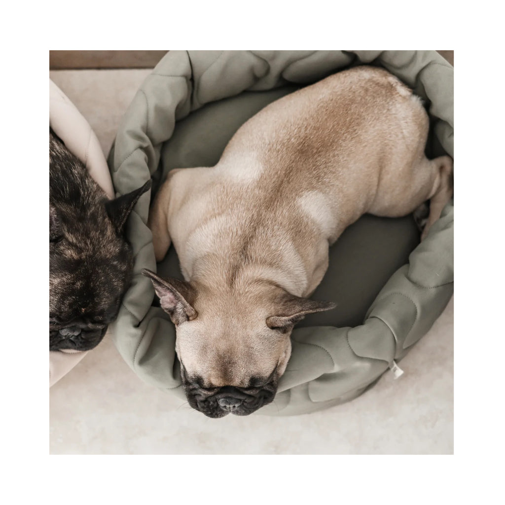 Frenchie in Hundekuschelsack TAART wendbar OLIV - Lambwolf Collective
