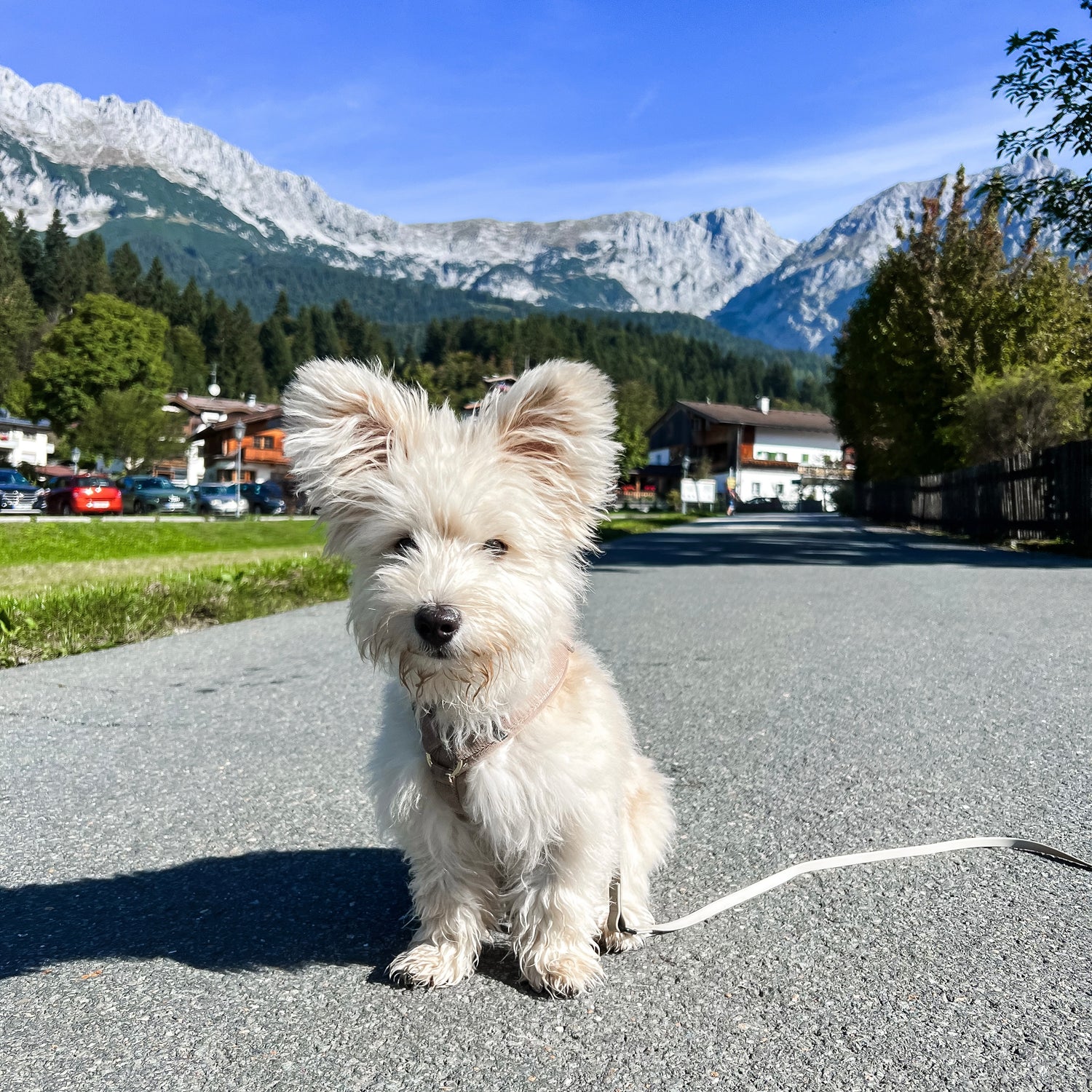 Titelbild Blog-Beitrag "Urlaub mit Hund" - LOVIN'DOG