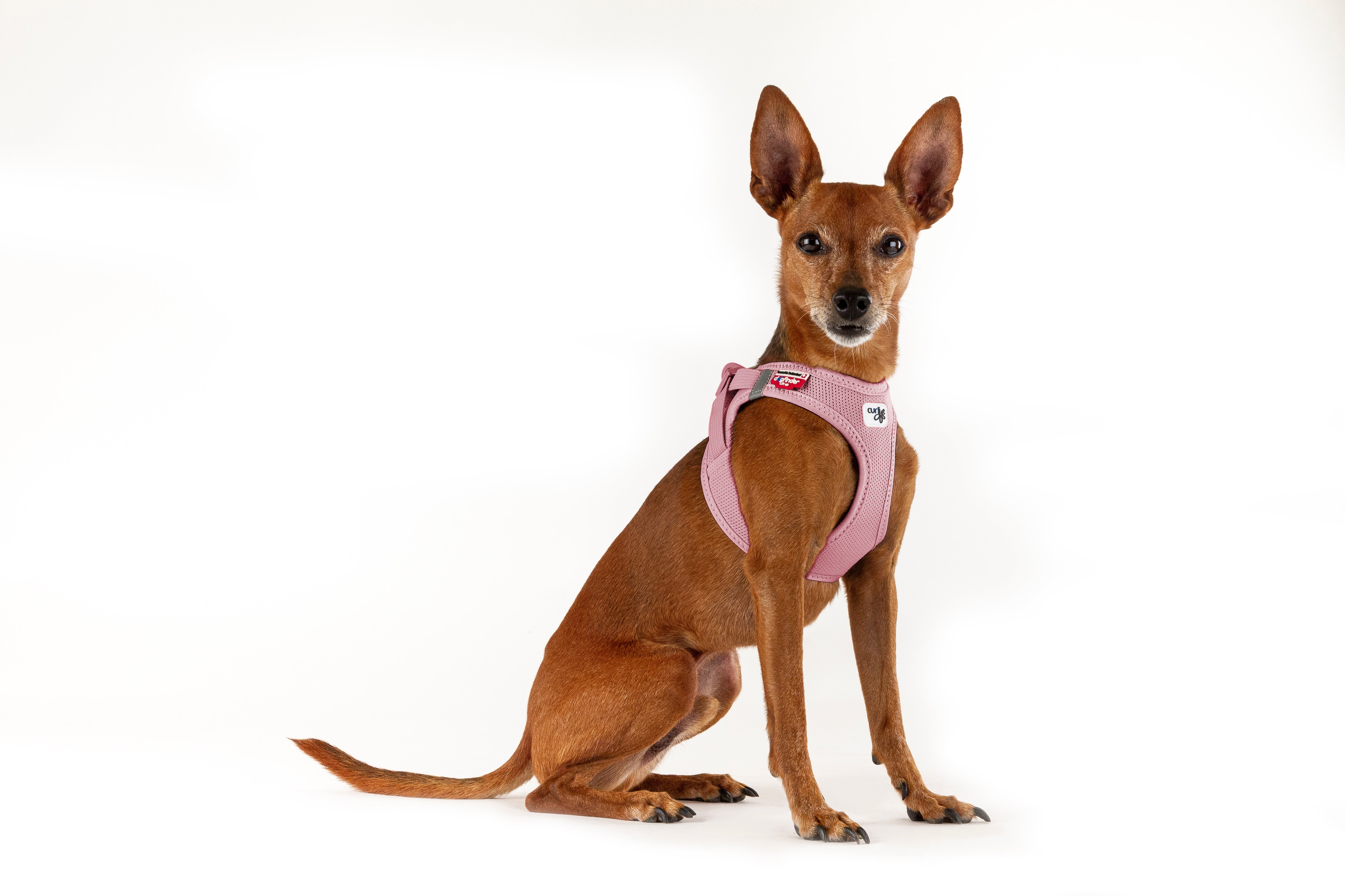 Hundegeschirr VEST HARNESS CURLI SCHNALLE AIR-MESH Rose