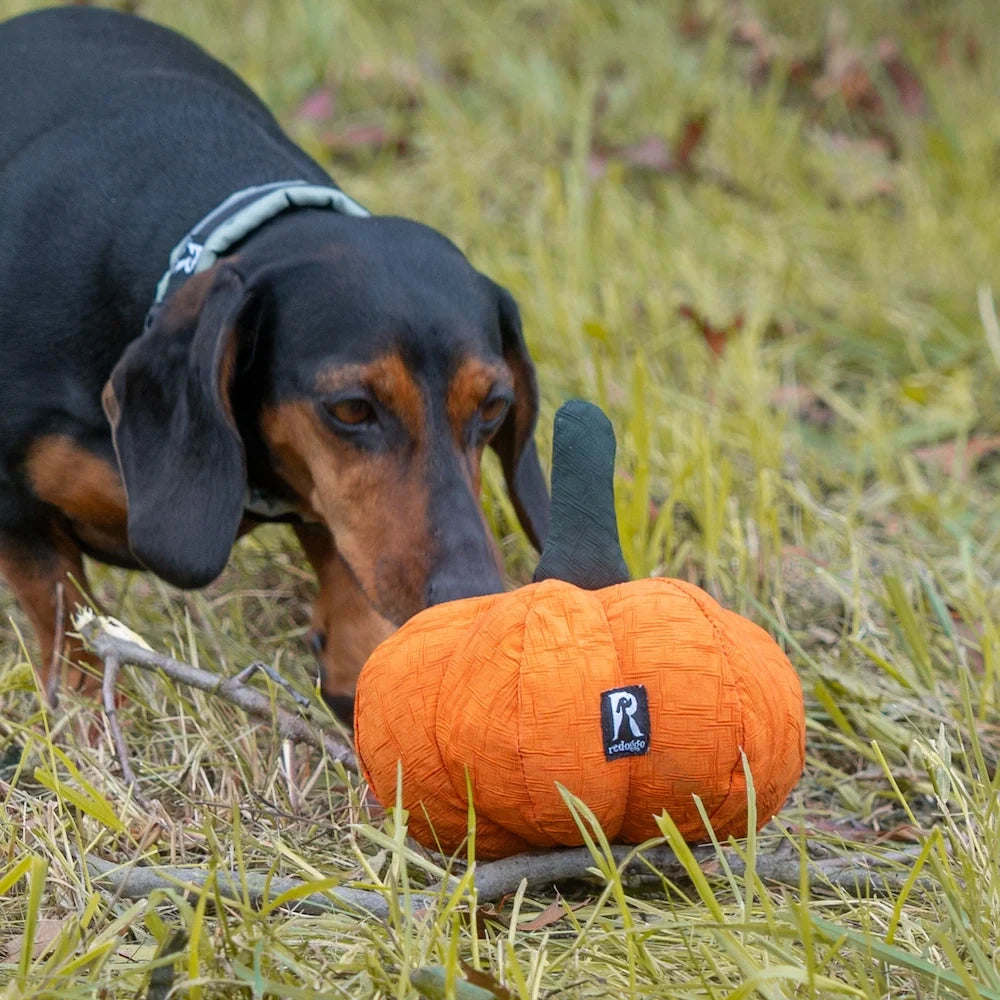 Hundespielzeug Kürbis – robust & interaktiv