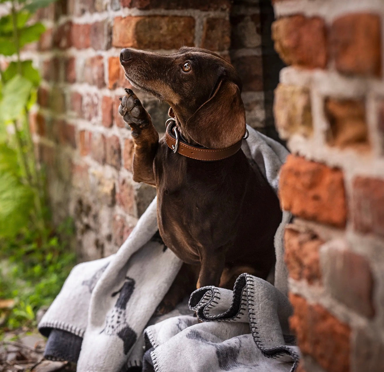 Dackel Decke "Teckel" mit Dachshund-Motiv in Grau