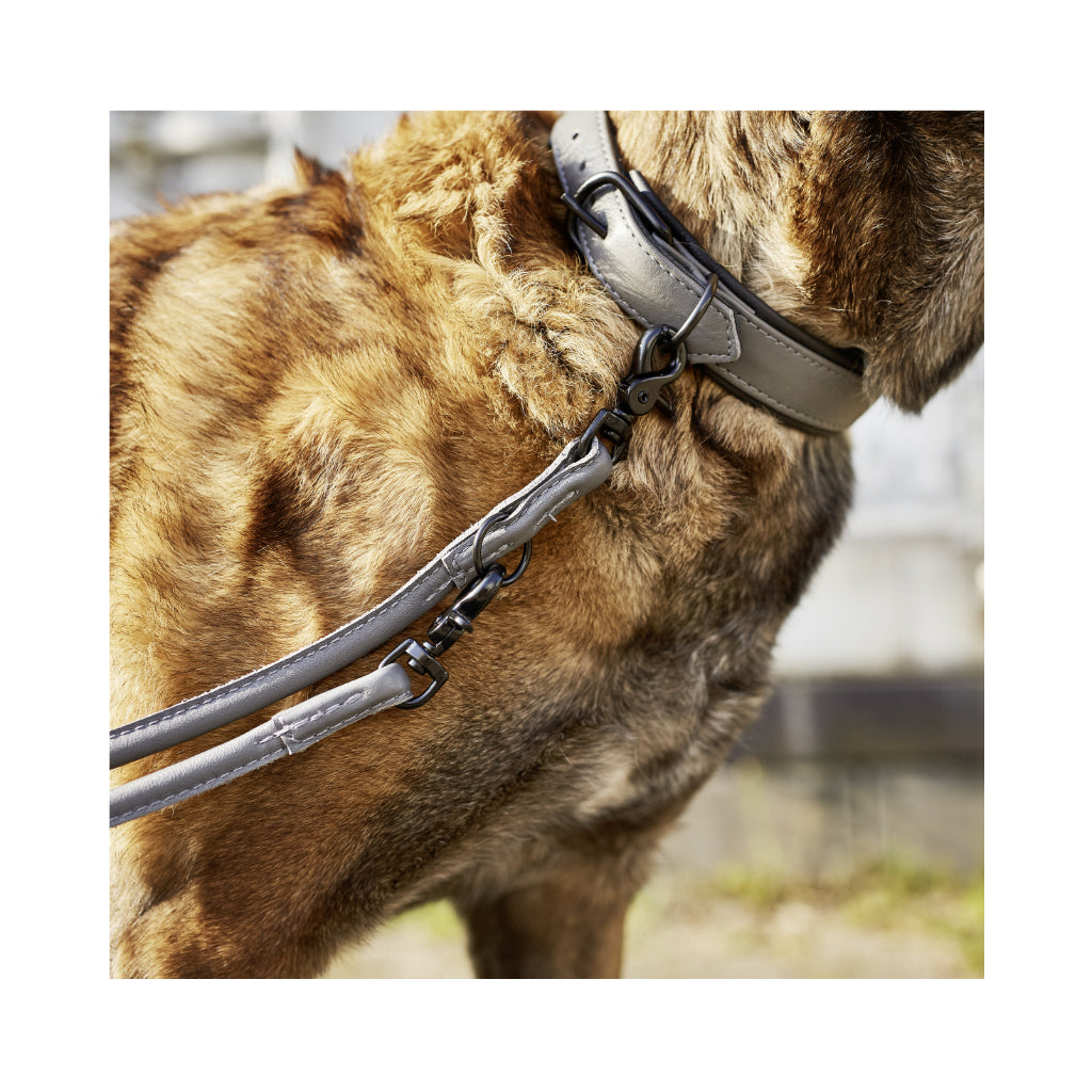 Nahaufnahme Hund mit Halsband & Klassische Rundlederleine AMICI Anthrazit 3-fach verstellbar - Laboni