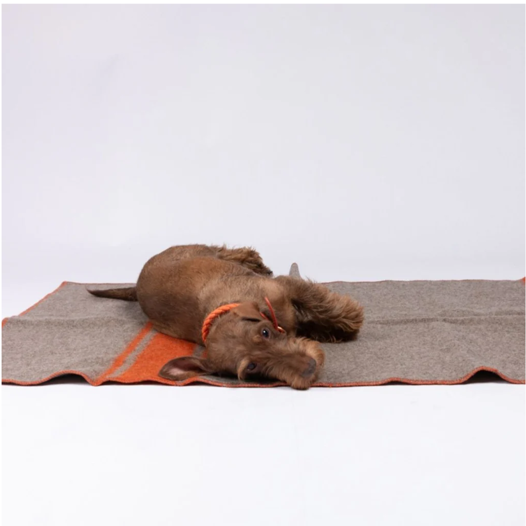 Hund auf Decke ANSEL Wool Blanket aus recycelter Wolle Natur Orange - 2.8 designs for dogs