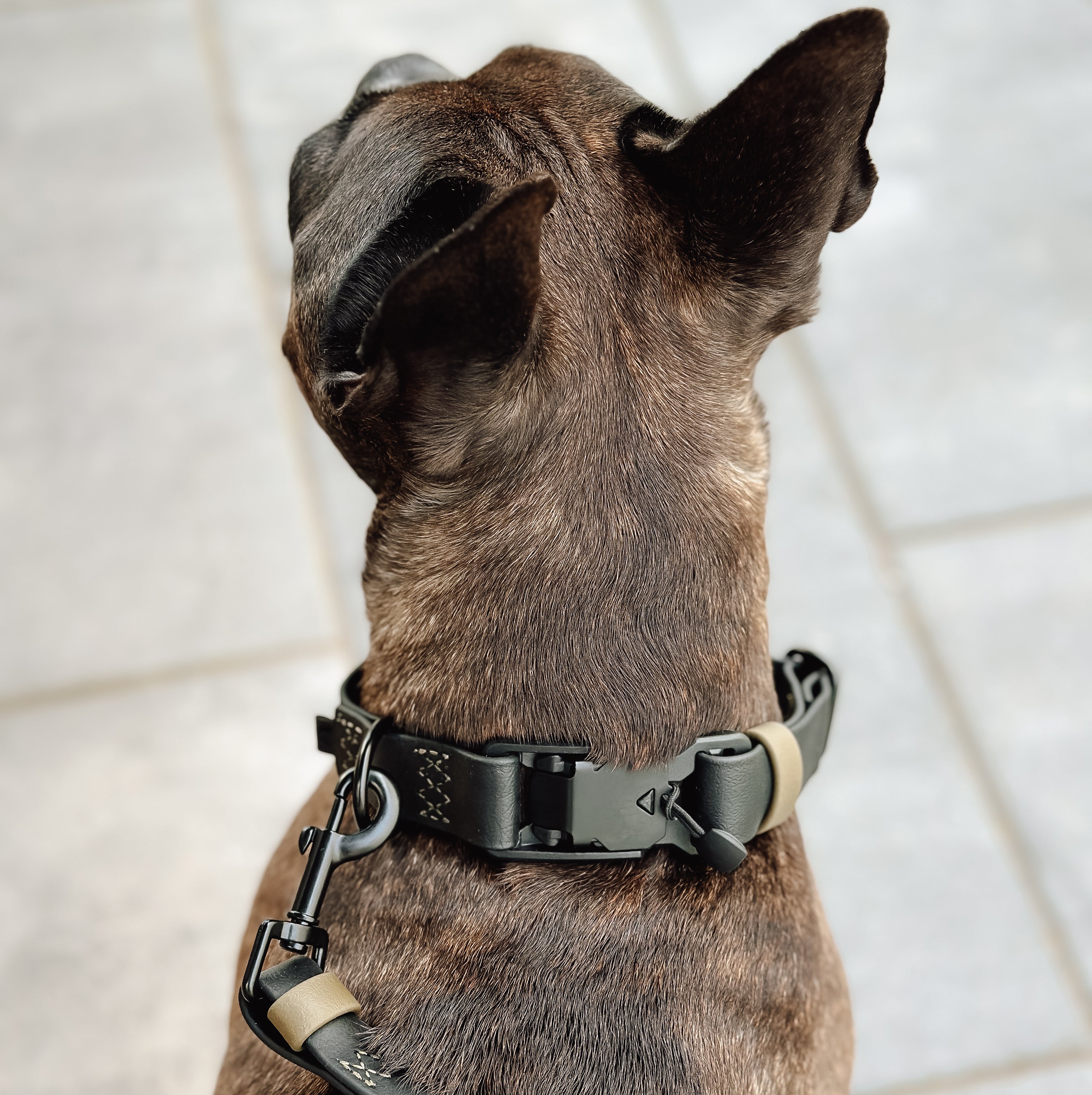 Hund mit Cloud7 Ipanema Halsband Schwarz-Olive - LOVIN'DOG