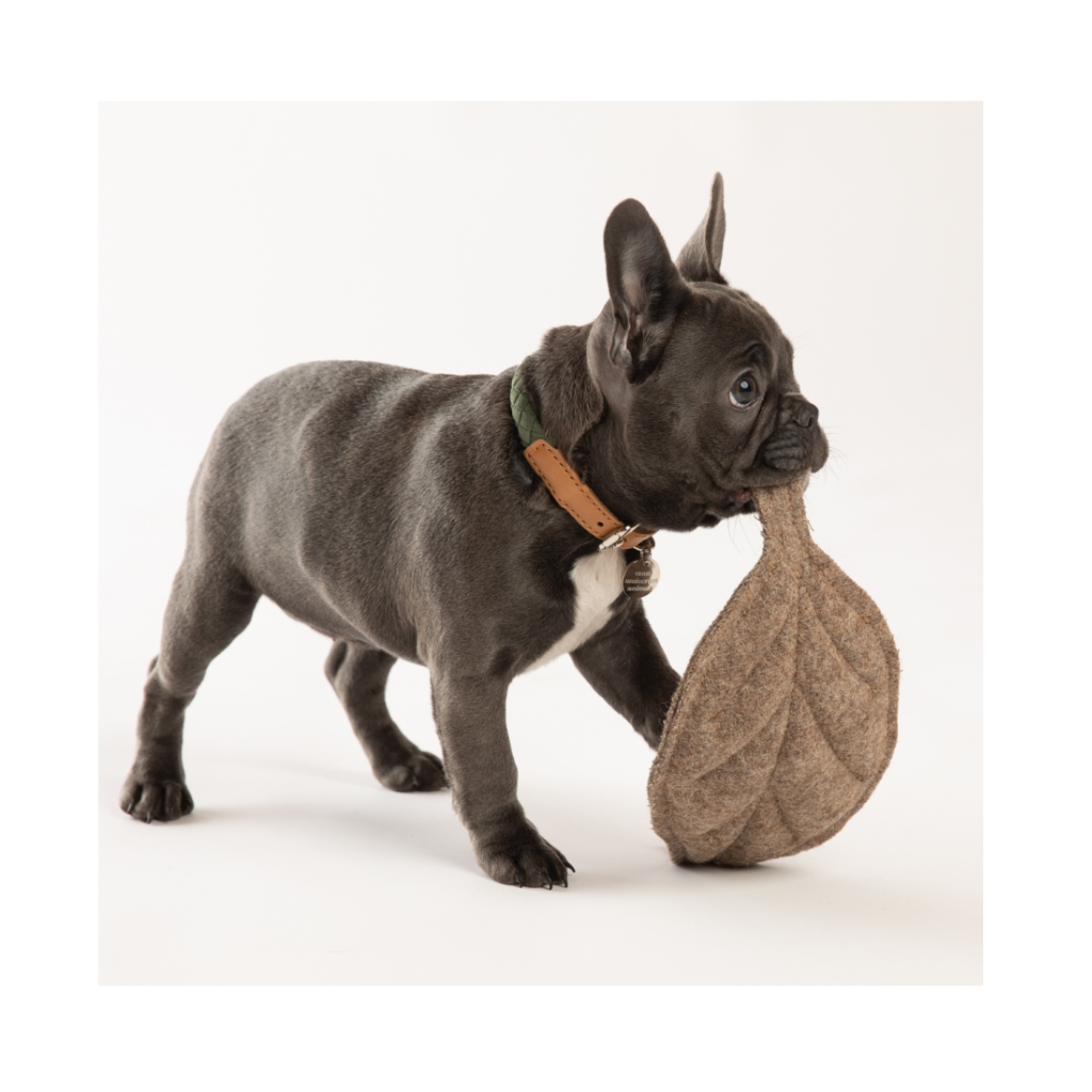 Frenchie Welpe mit Hundespielzeug Blatt MIMMO Magnolia - 2.8 designs for dogs