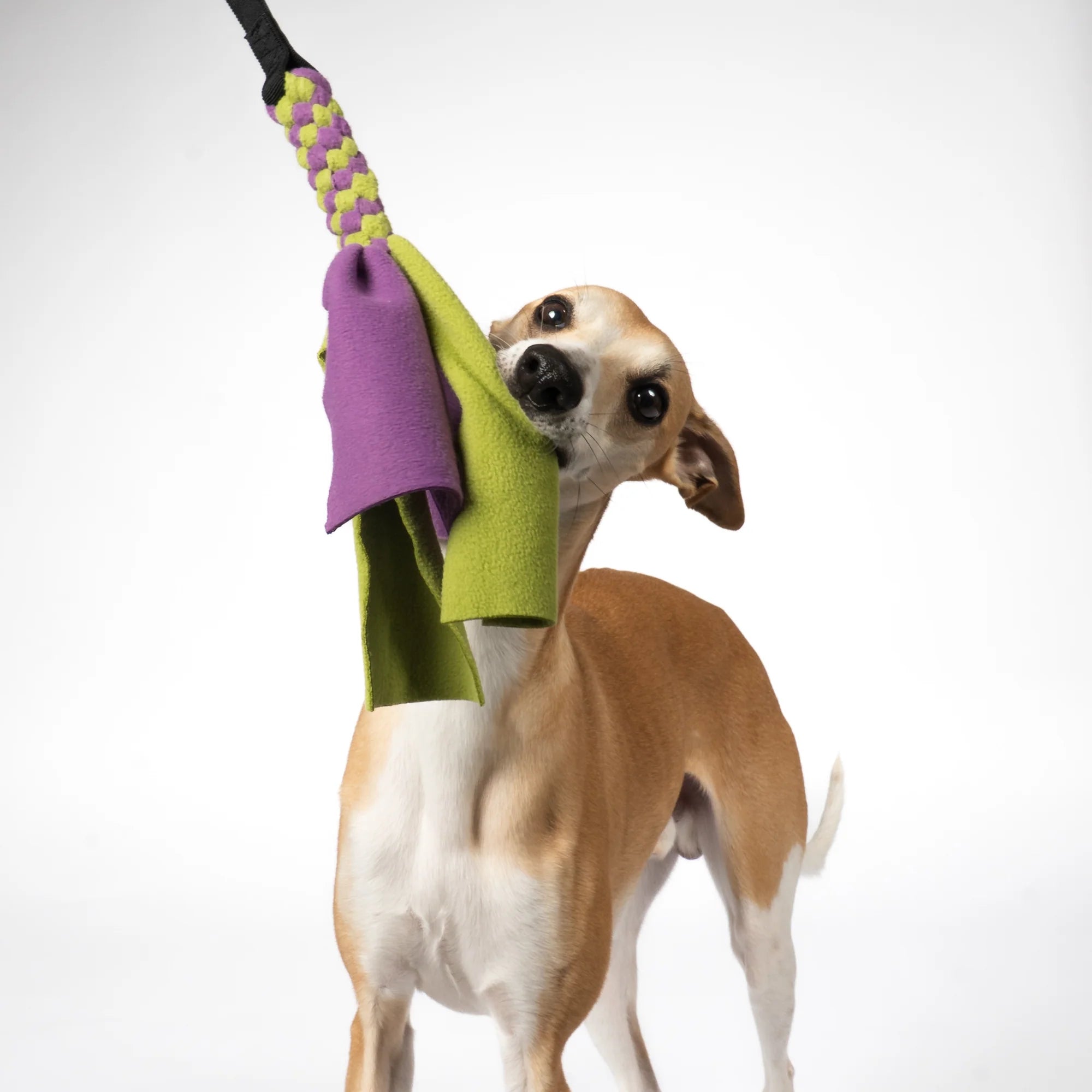 KARMA HUND Bungee-Tau Fleece Violet Light Green