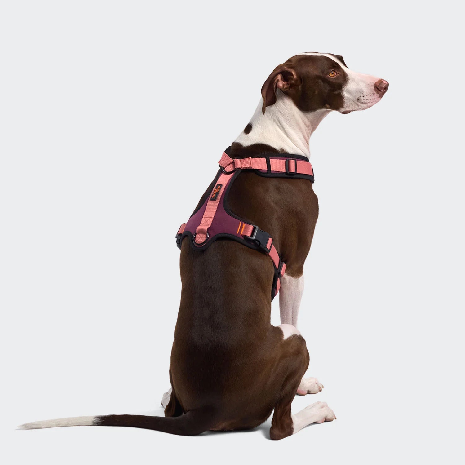 Cloud7 AKTIV Hundegeschirr Y-3 Soft Shell Aubergine Soft Rose