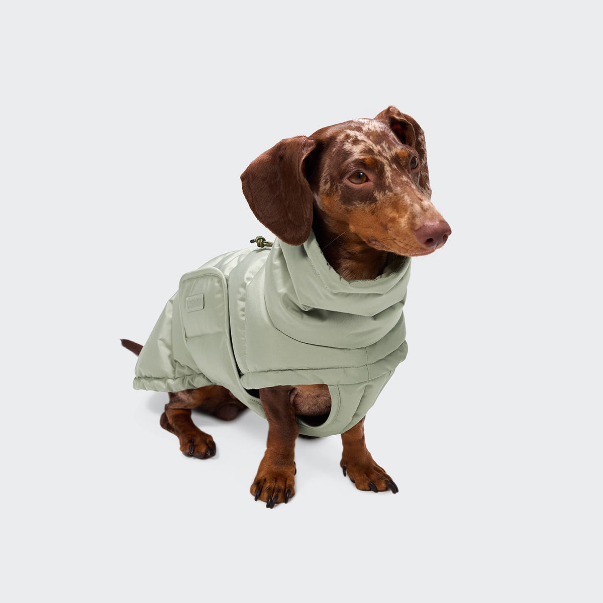 Cloud7 Hundemantel Winter ALASKA Dackel Dusty Mint Tragebild 2