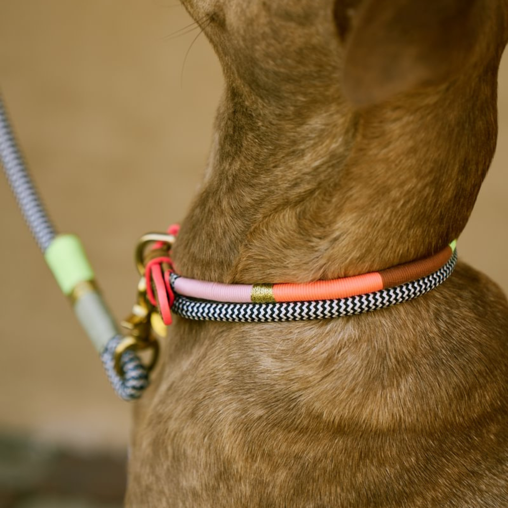 Chommies Adjustable Dog Collar Halsband Popsicle Tragebild