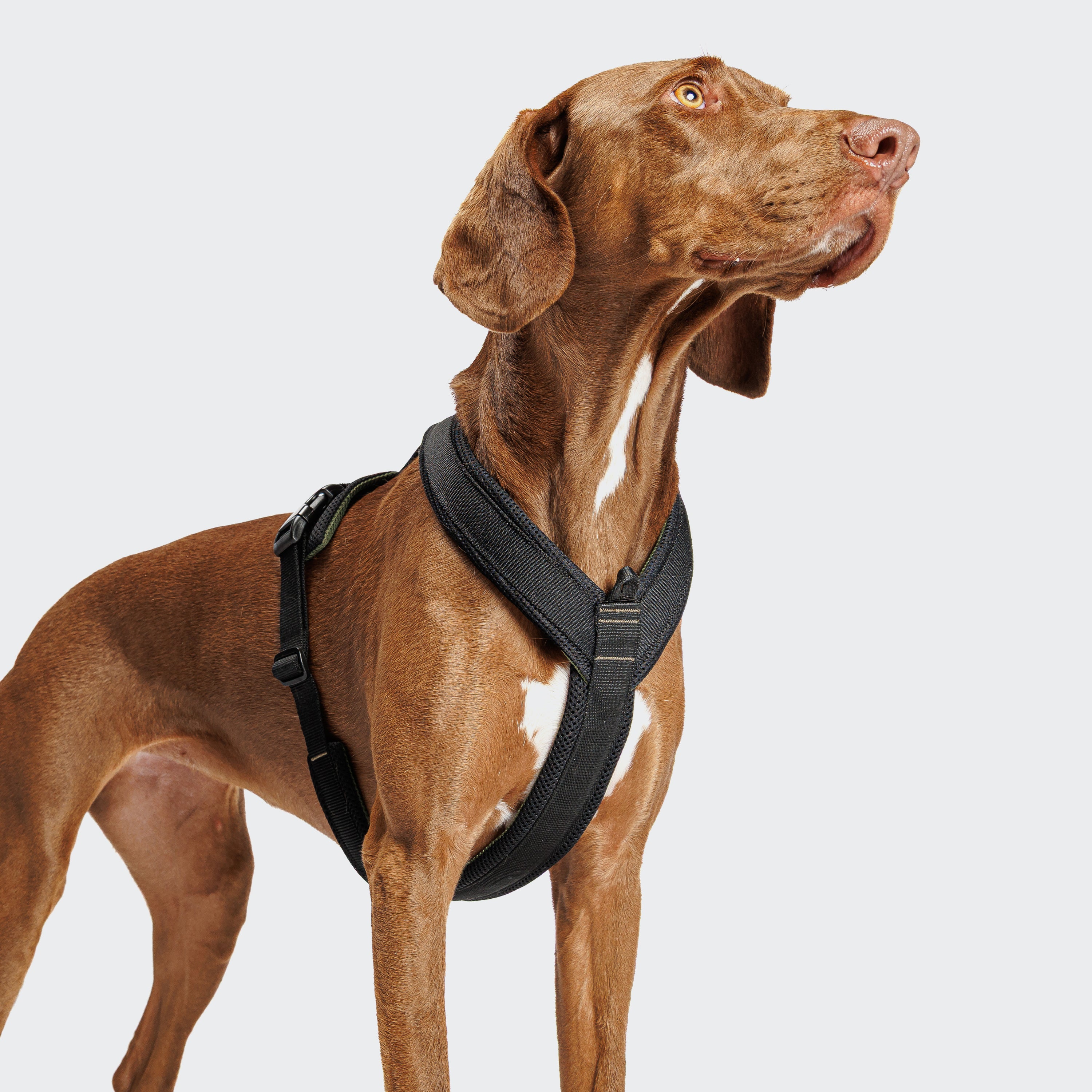 Tragebild Hund mit Cloud7 AKTIV Hundegeschirr Y-1 Air-Mesh Black