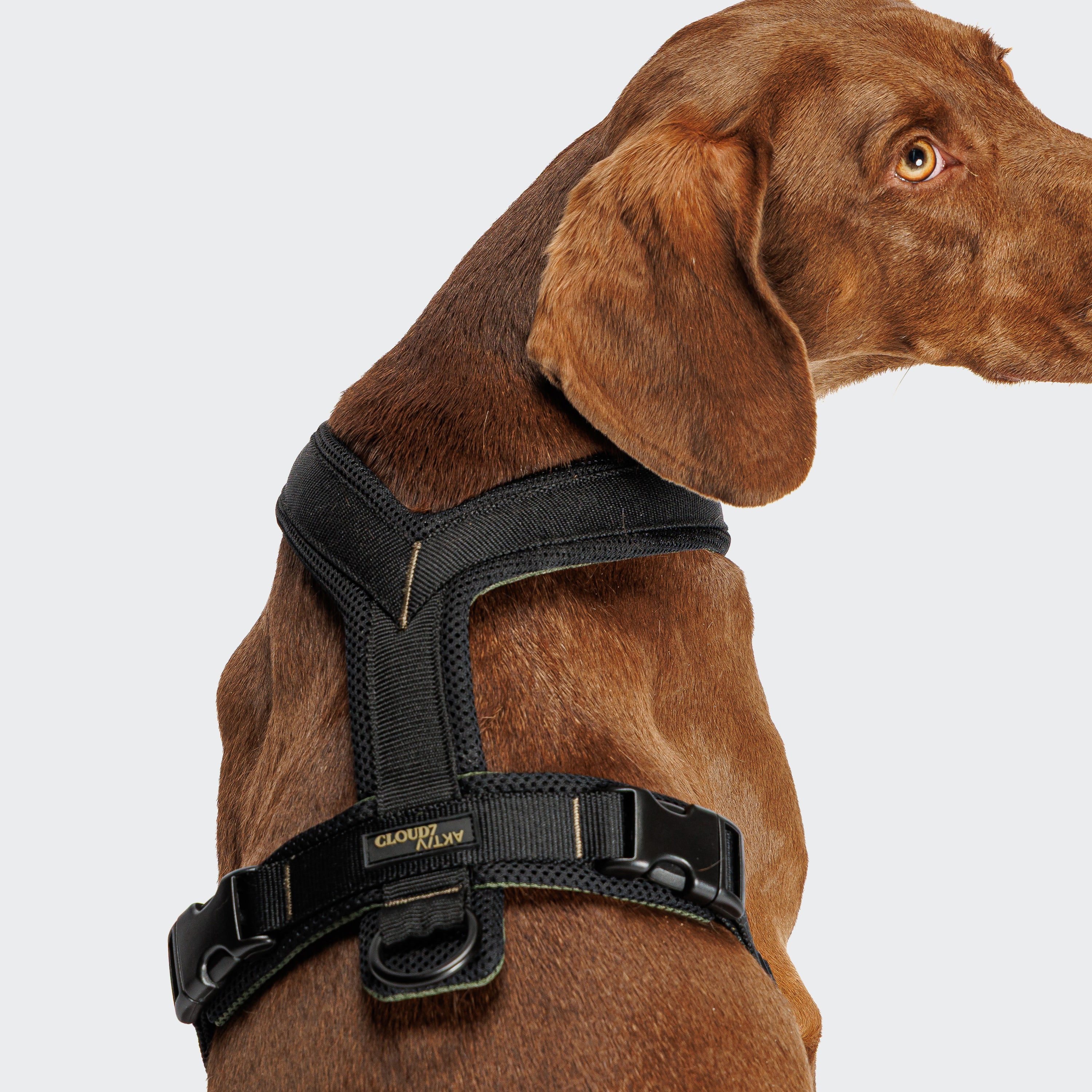 Tragebild Rückseite Hund mit Cloud7 AKTIV Hundegeschirr Y-1 Air-Mesh Black