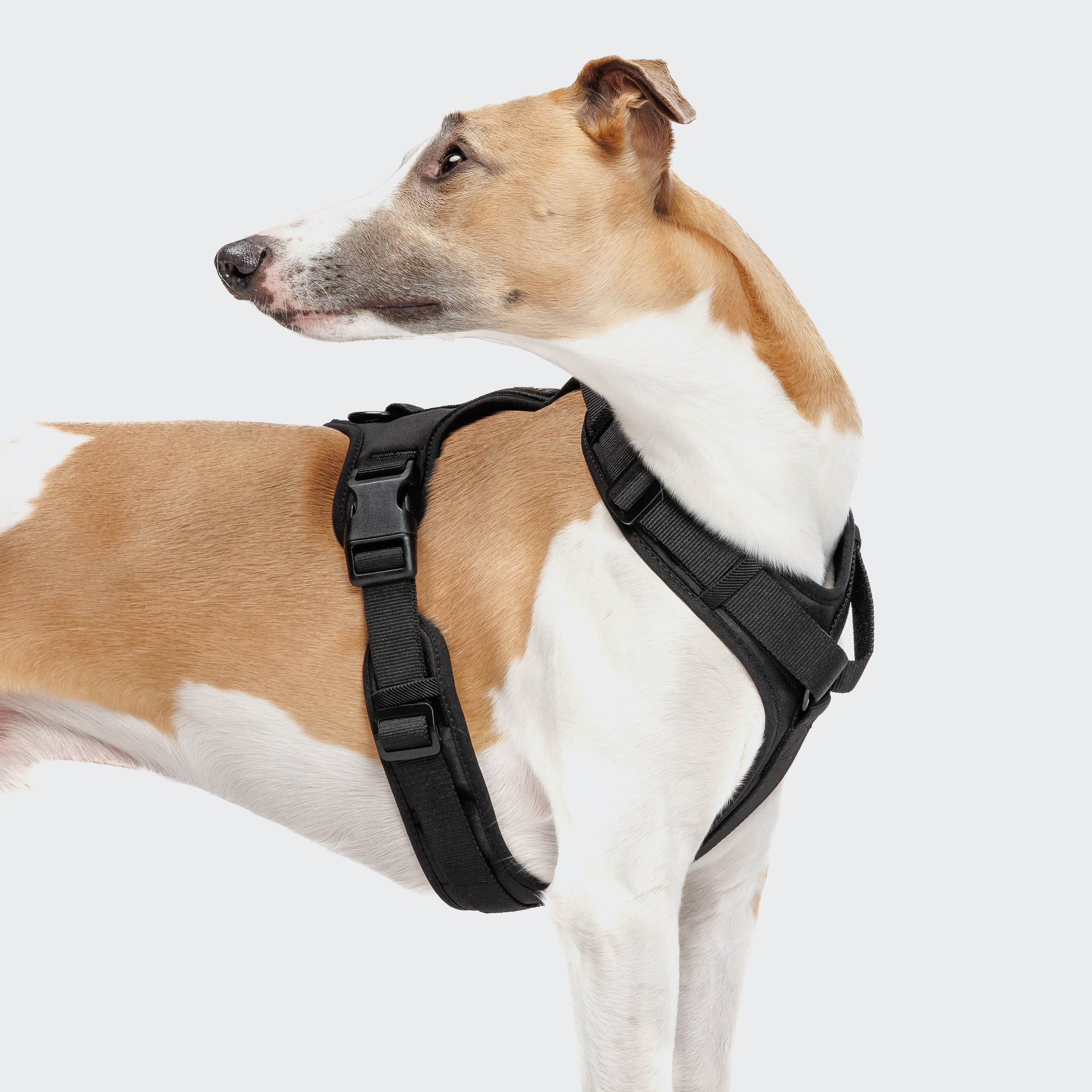 Tragebild Hund mit Cloud7 AKTIV Hundegeschirr Y-3 Soft Shell Black