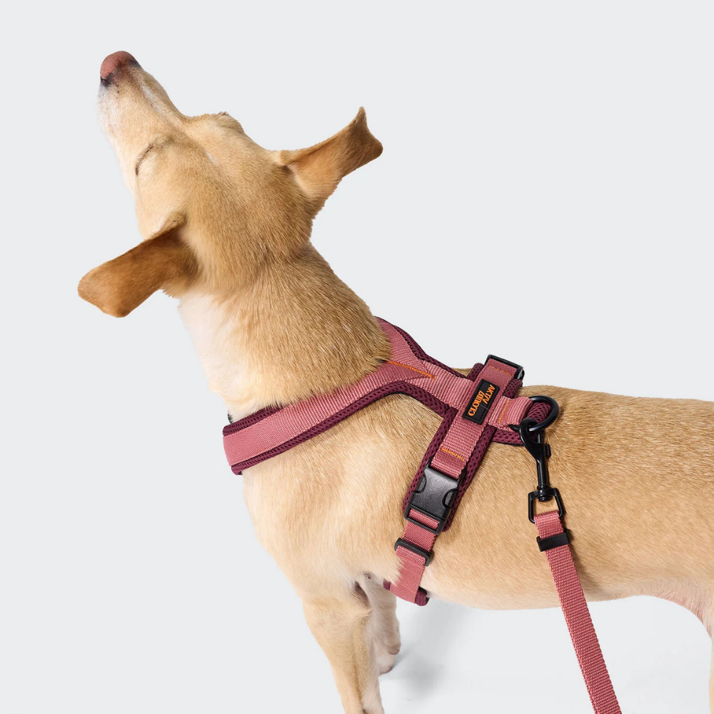 Cloud7 AKTIV Hundegeschirr Y-1 Air-Mesh Aubergine Soft Rose Tragebild 2