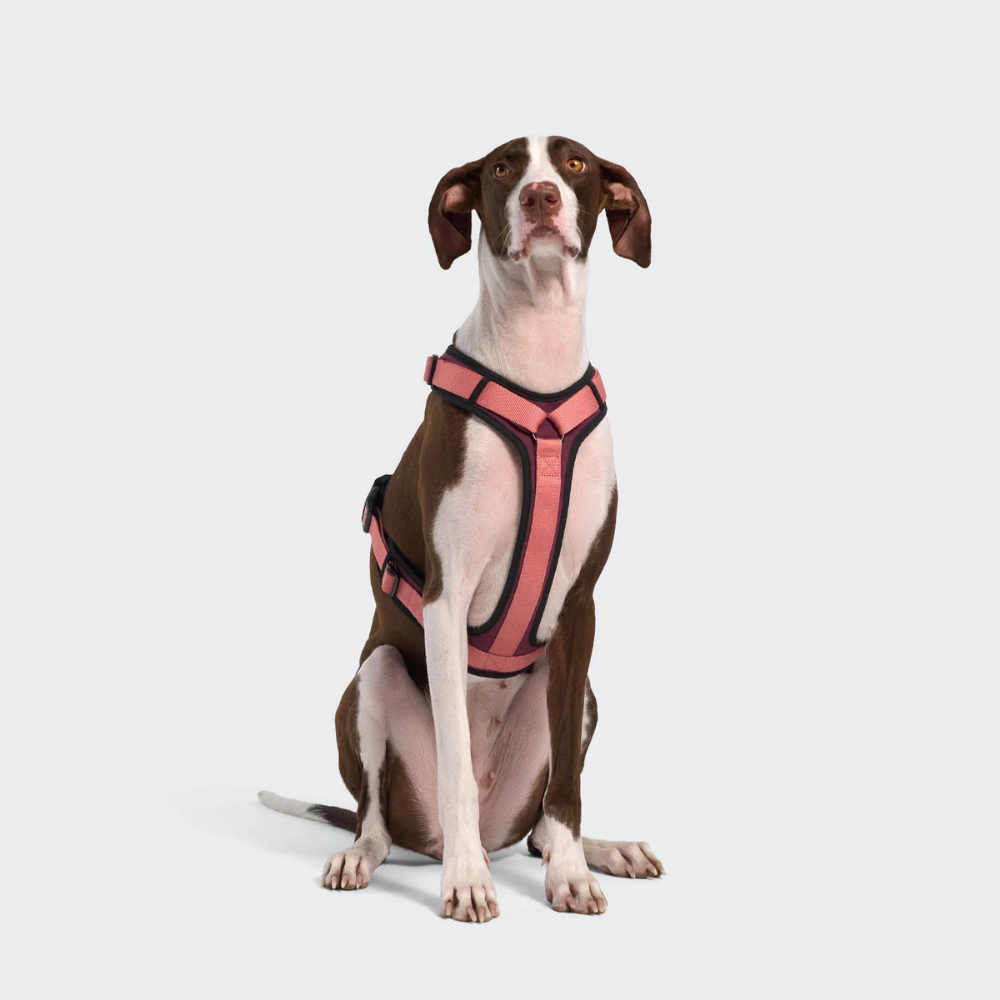 Cloud7 AKTIV Hundegeschirr Y-3 Soft Shell Aubergine Soft Rose Tragebild vorne