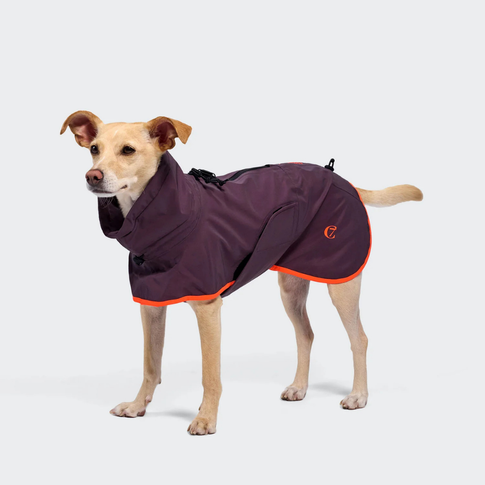 Cloud7 AKTIV Hunderegenmantel Aubergine-Orange Tragebild kleiner Hund