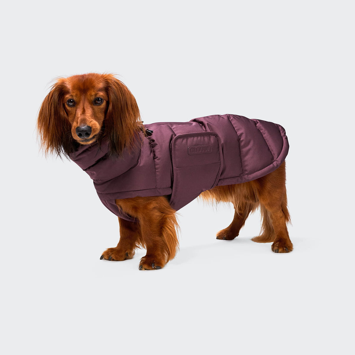 Cloud7 Hundemantel Winter ALASKA Dackel Aubergine Tragebild