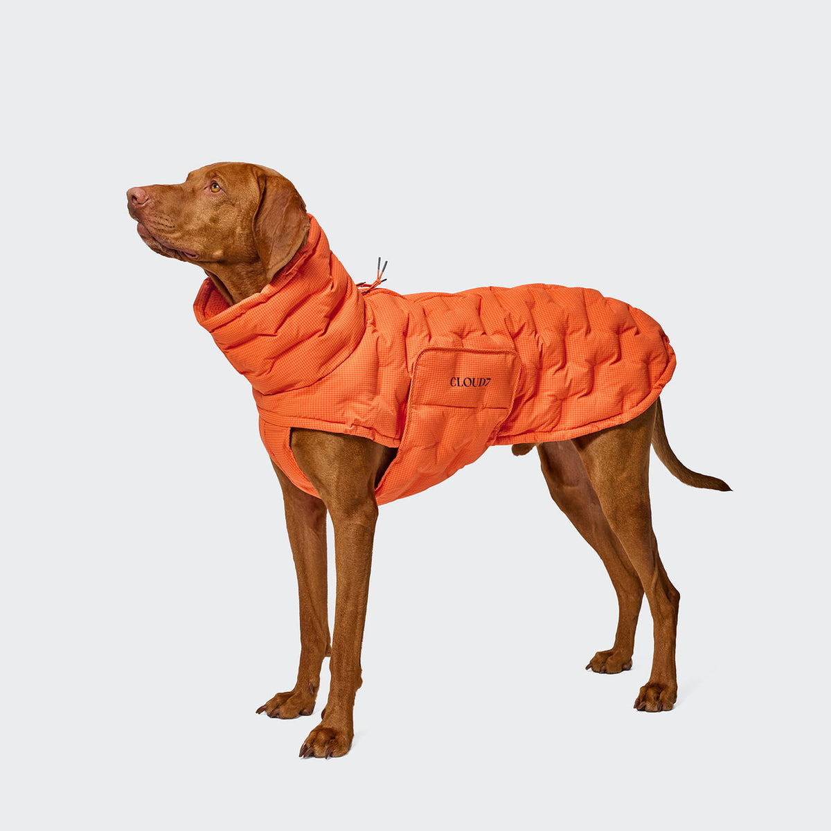 Cloud7 Hundemantel Winter ALASKA Seersucker Orange Tragebild