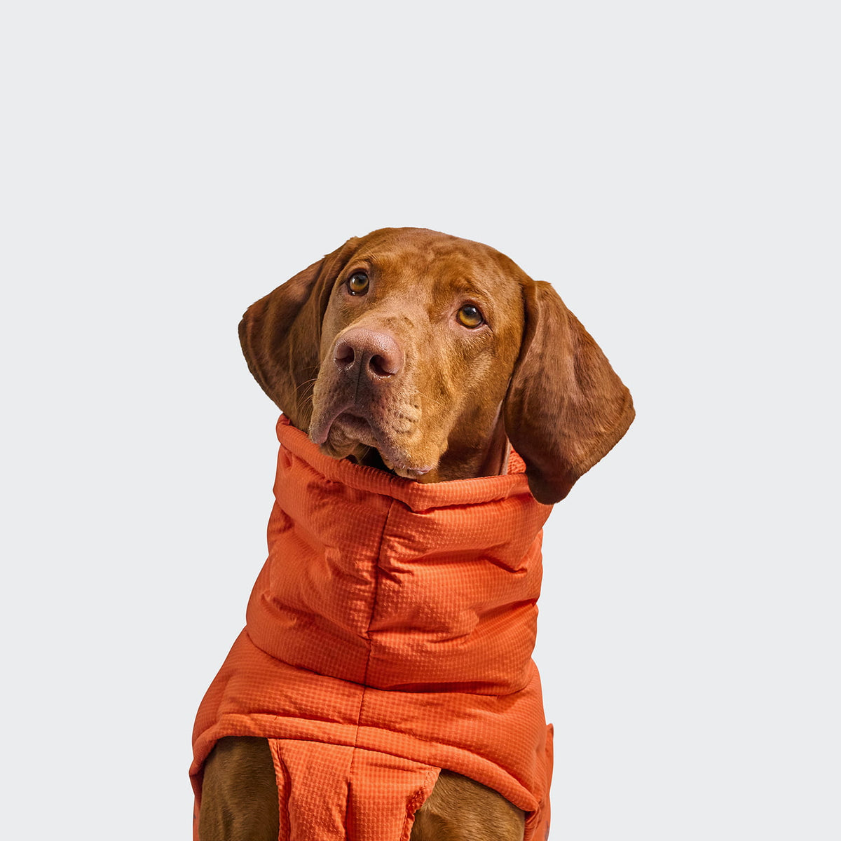 Cloud7 Hundemantel Winter ALASKA Seersucker Orange Tragebild 2