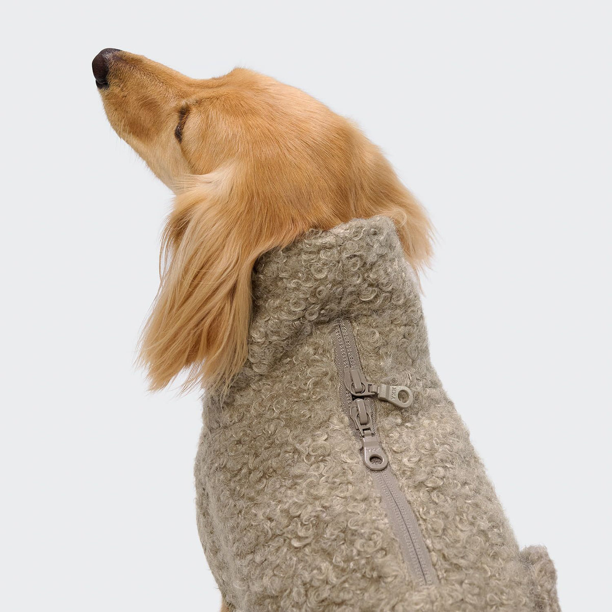 Cloud7 Hundepullover DACKEL Gotland Sandy Brown Tragebild 2