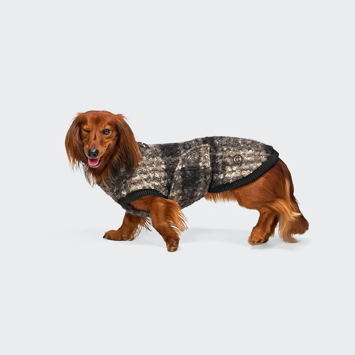 Cloud7 Hundepullover DACKEL Gotland Tartan Tragebild