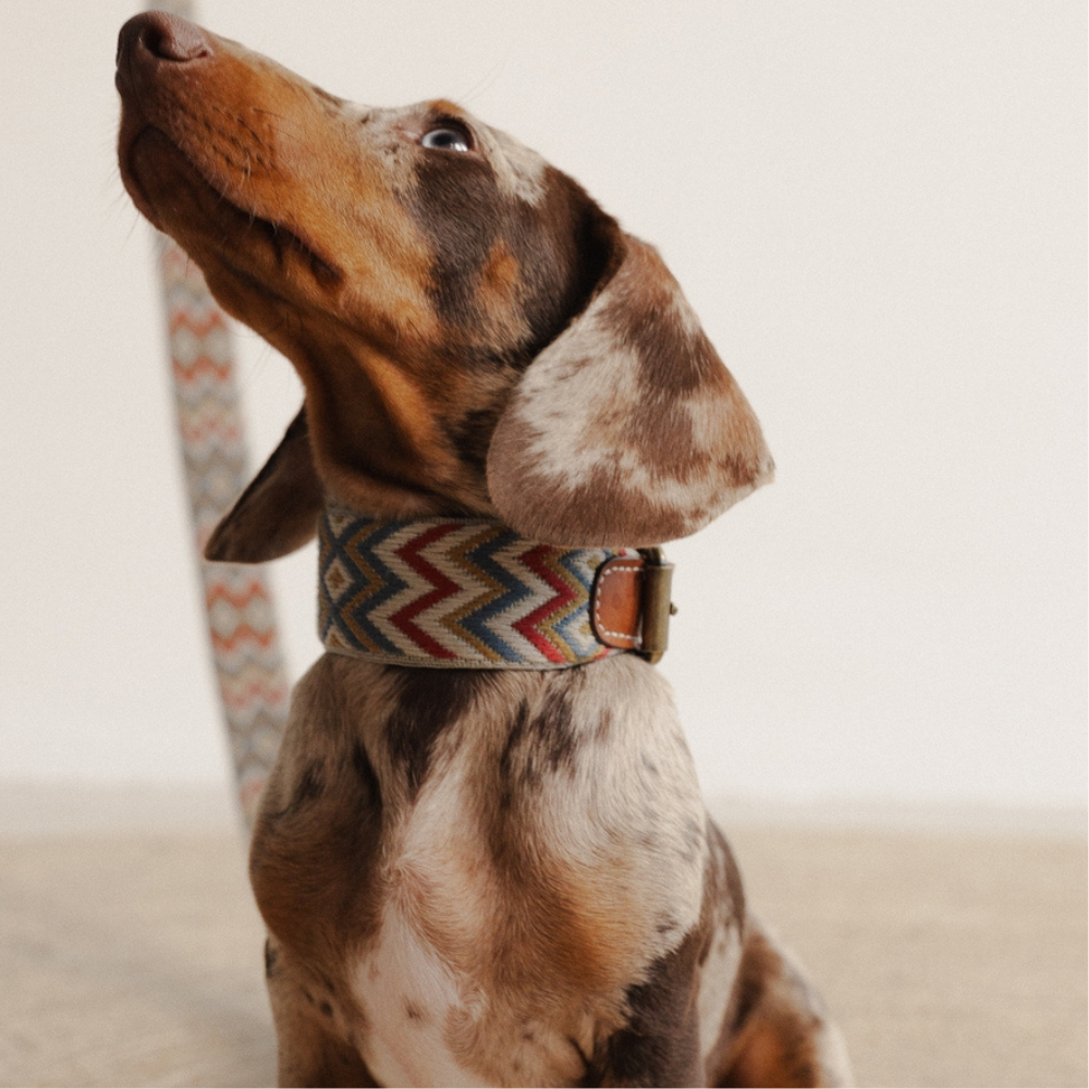 Dackel Tragebild Halsband Naya Zickzack - Buddys Dogwear