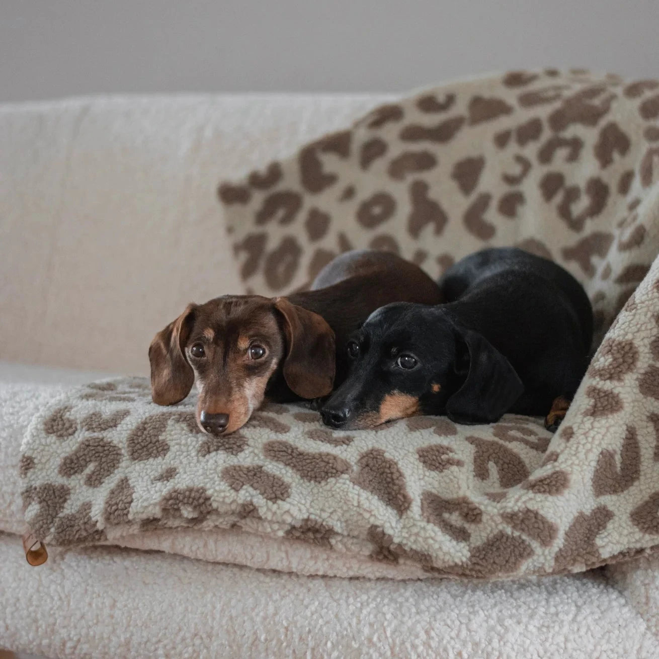 Dackel liegend auf Lieblingspfote Hundedecke Teddy LEO Sand Braun