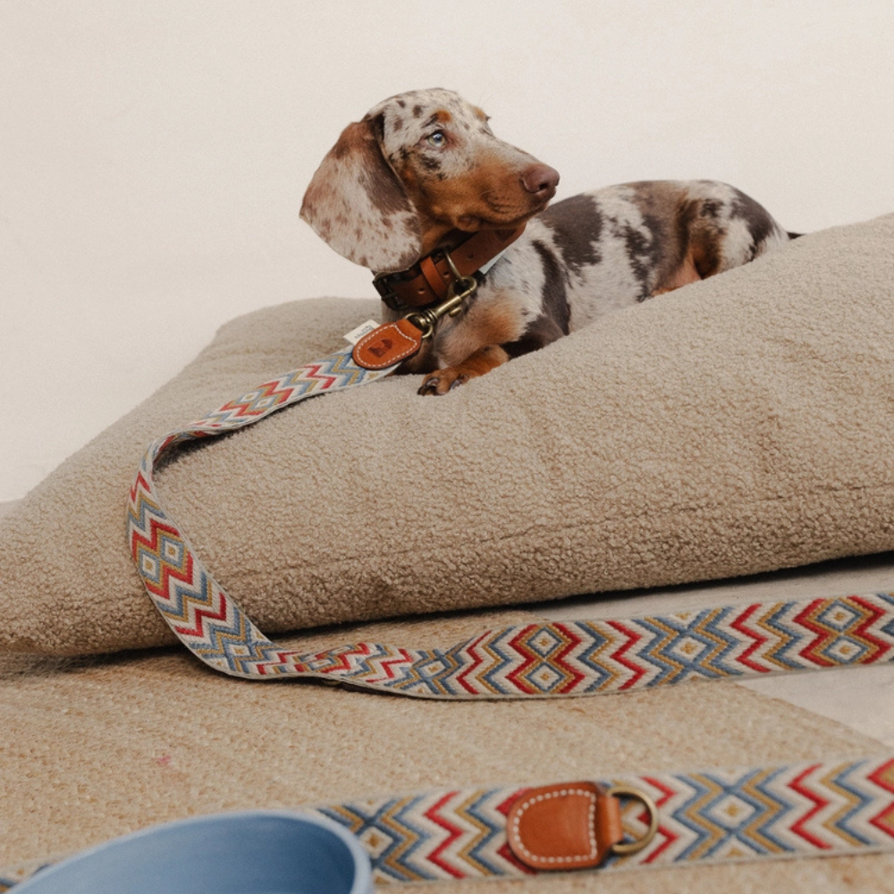 Dackel mit Hundeleine verstellbar NAJA Zickzack - Buddys Dogwear