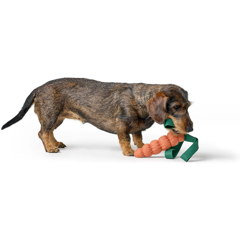 Dackel mit Hundespielzeug Venice Karotte orange 16 cm - HUNTER