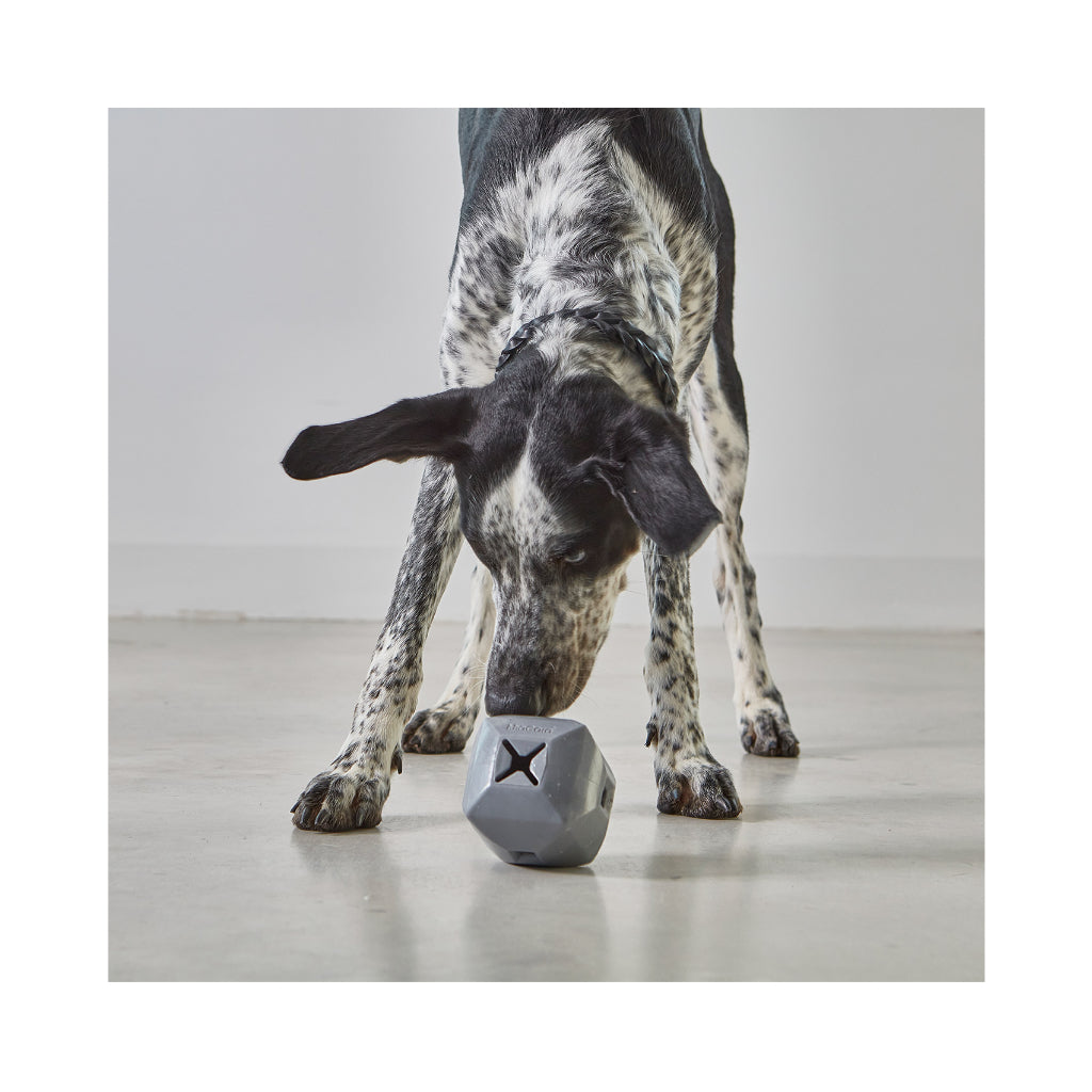Hund mit Dado Beschäftigungsspielzeug Schiefer - MiaCara