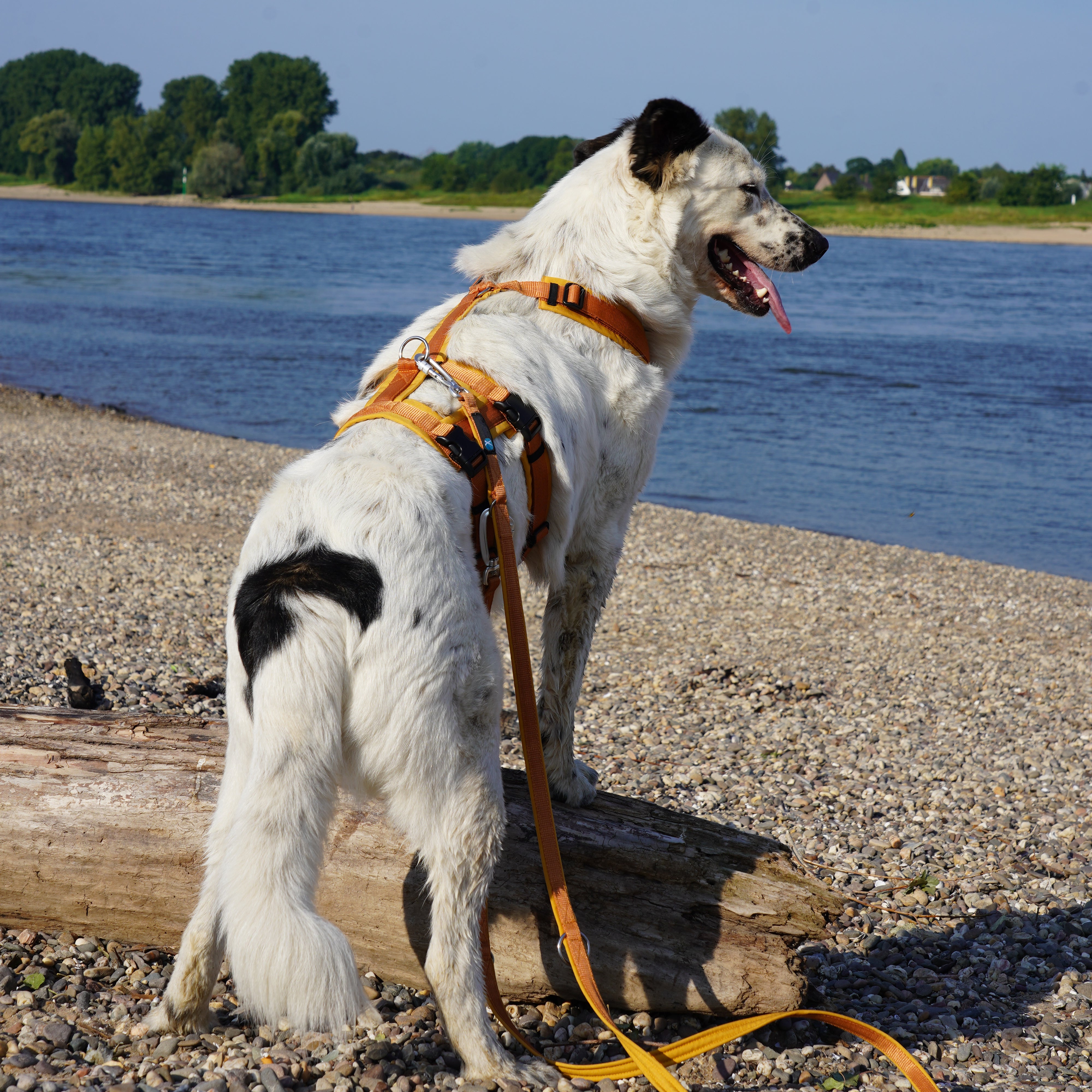 Tragebild Hund mit Hundegeschirr und Leine Safety Fun Goldglöckchen - annyx