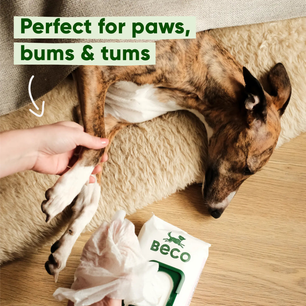 Feuchttücher für Hunde für Pfoten, Pop & Bauch - Beco Pets