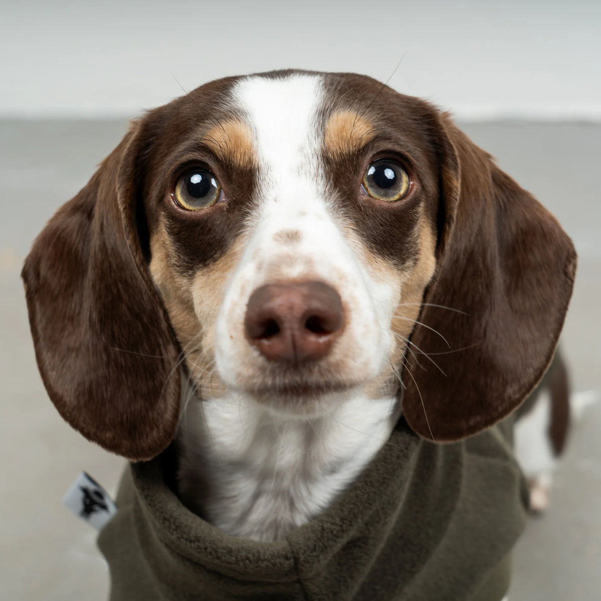 KARMA HUND Fleece Shirt für Dackel in Olivgrün