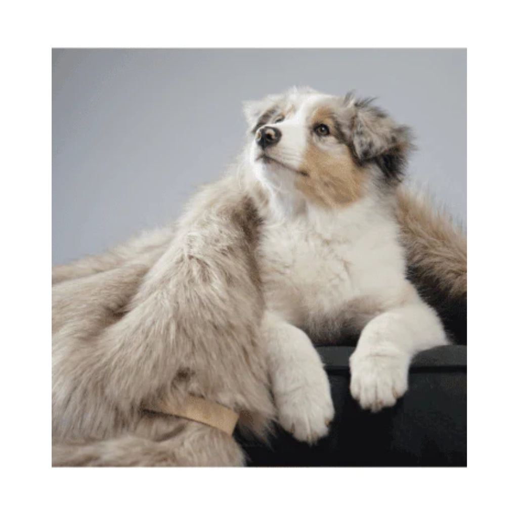Exklusive Hundedecken online kaufen - LOVIN'DOG Onlineshop