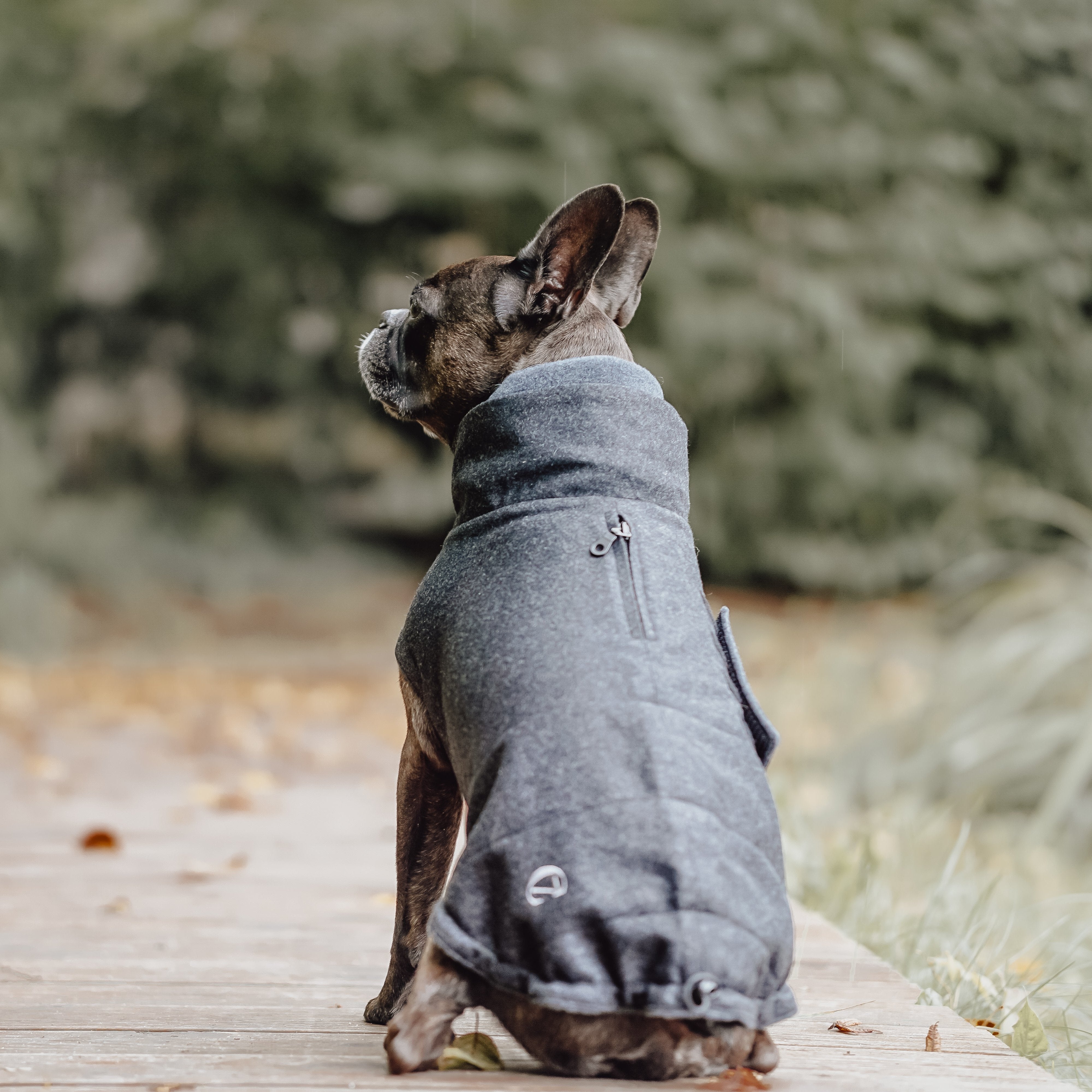 Französische Bulldogge mit Cloud7 Hundemantel Brooklyn Flanell Anthra