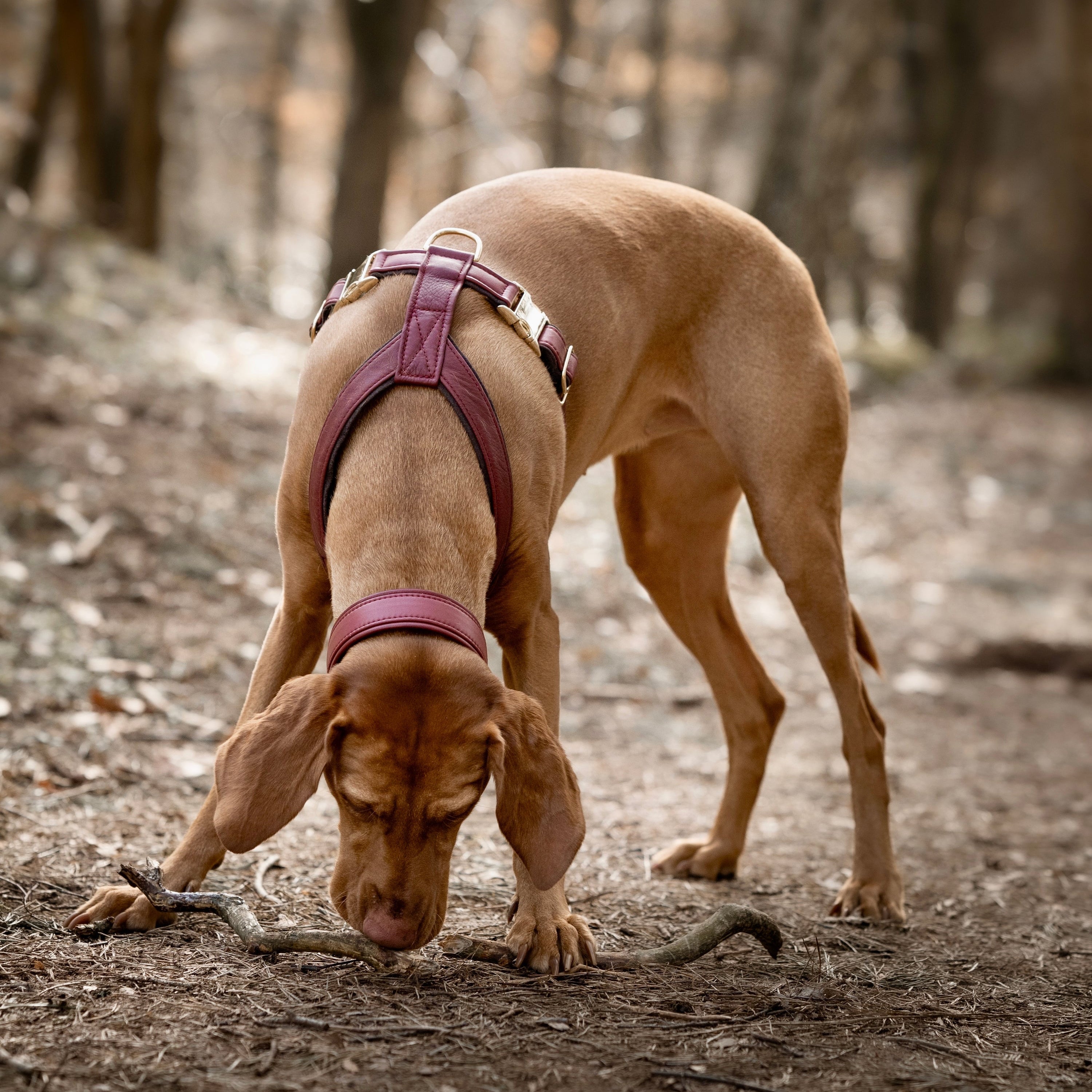 Hundegeschirr Leder Burgundy Gold