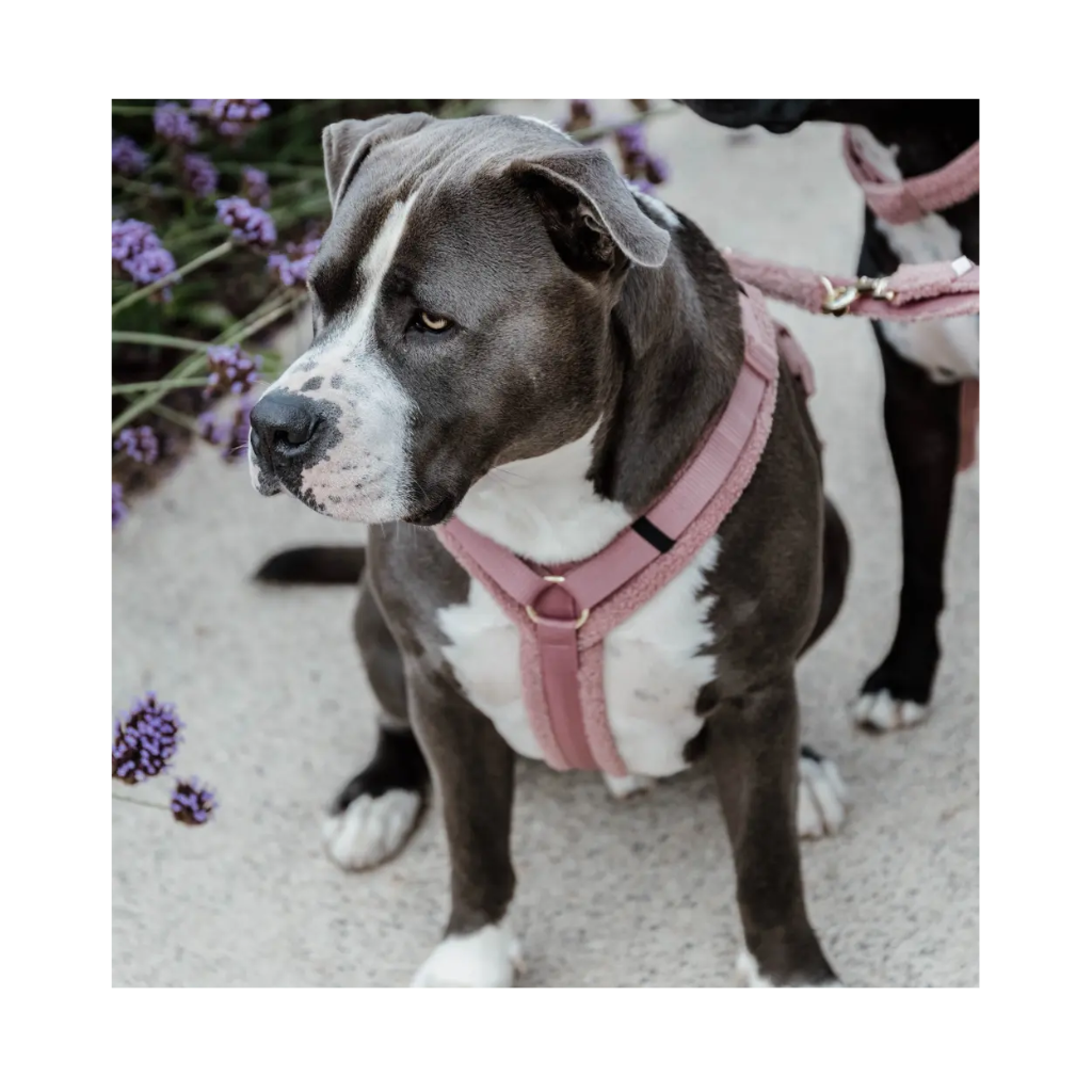 Tragebild Hundegeschirr Aktiv TEDDY FLEECE Rosa - Kentucky Dogwear