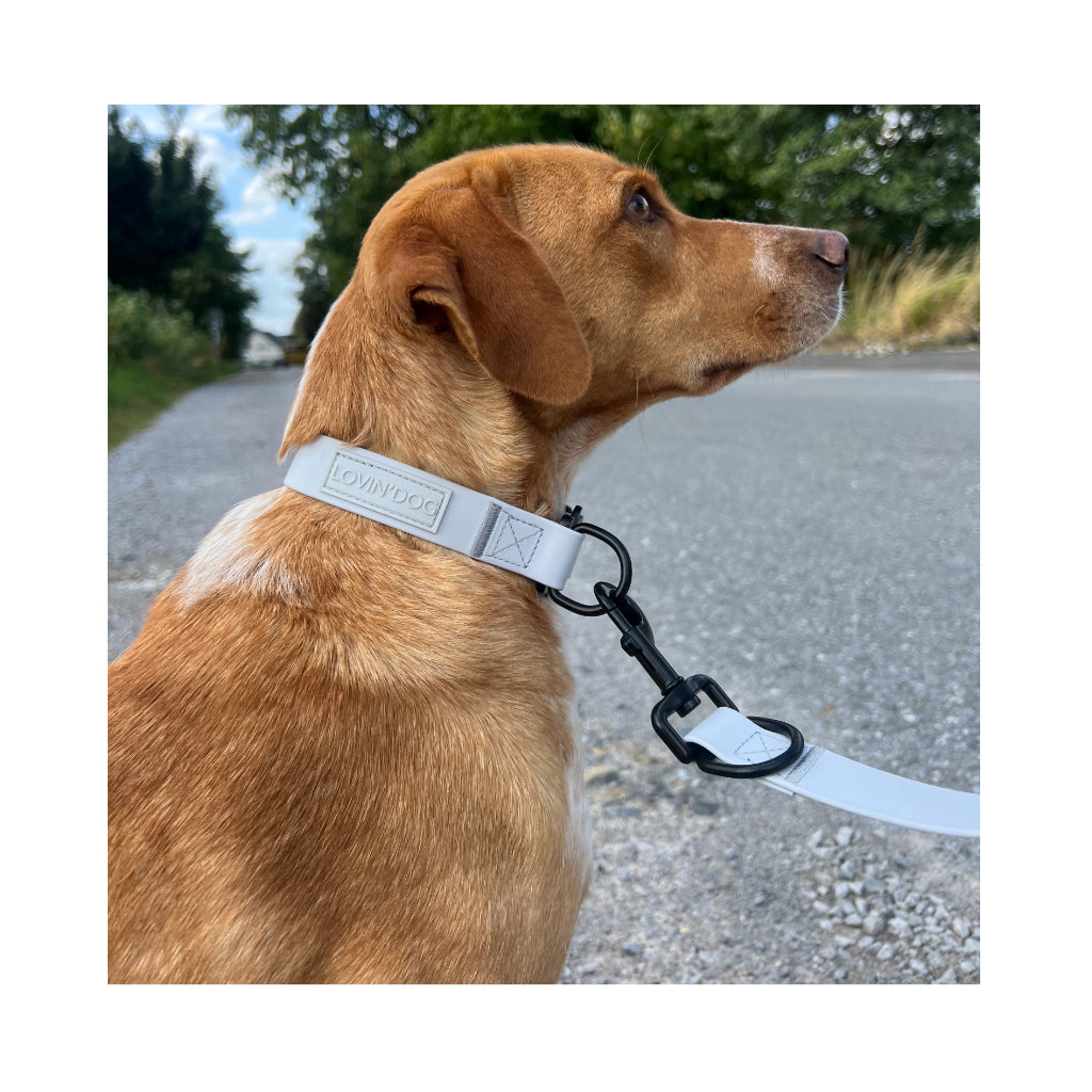 Hund mit Schnalle Halsband wasserdicht mit Quick-Release-Schnalle Light-Grey Logo - LOVIN'DOG
