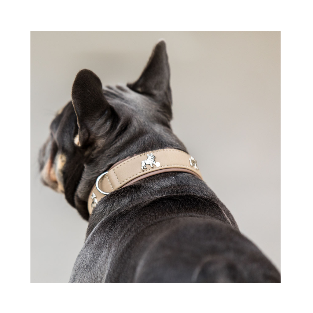Tragebild Halsband aus Leder Französische Bulldogge Elfenbein - MAUL Ledermanufaktur