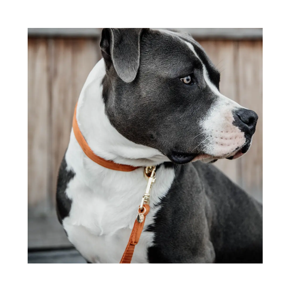 Hund mit Set Halsband & Leine Velvet Orange - Kentucky Dogwear
