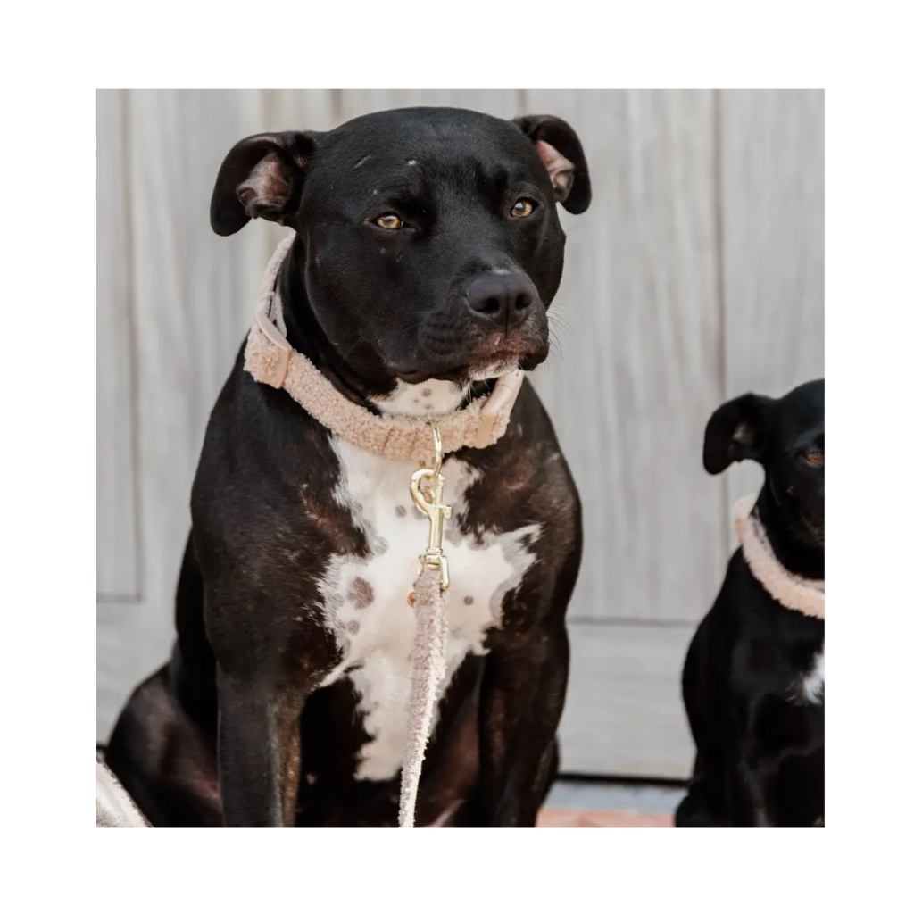 Tragebild Set Hundehalsband & Leine Teddy Fleece Beige - Kentucky Dogwear