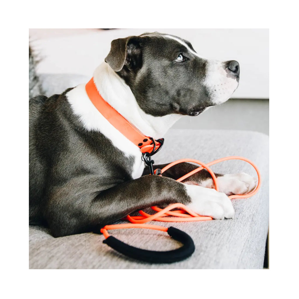 Hund mit Halsband & Leine Soft Rubber Orange - Kentucky Dogwear