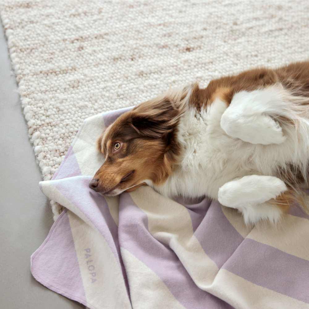Hund auf Hundedecke IDA gestreift Lila 70 cm x 90 cm - PALOPA