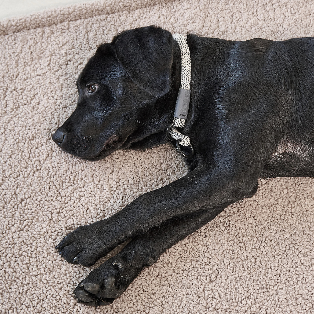 Hund auf MiaCara Senso Hundedecke Greige