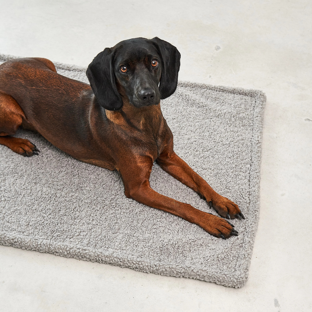 Hund auf MiaCara Senso Hundedecke Kiesel