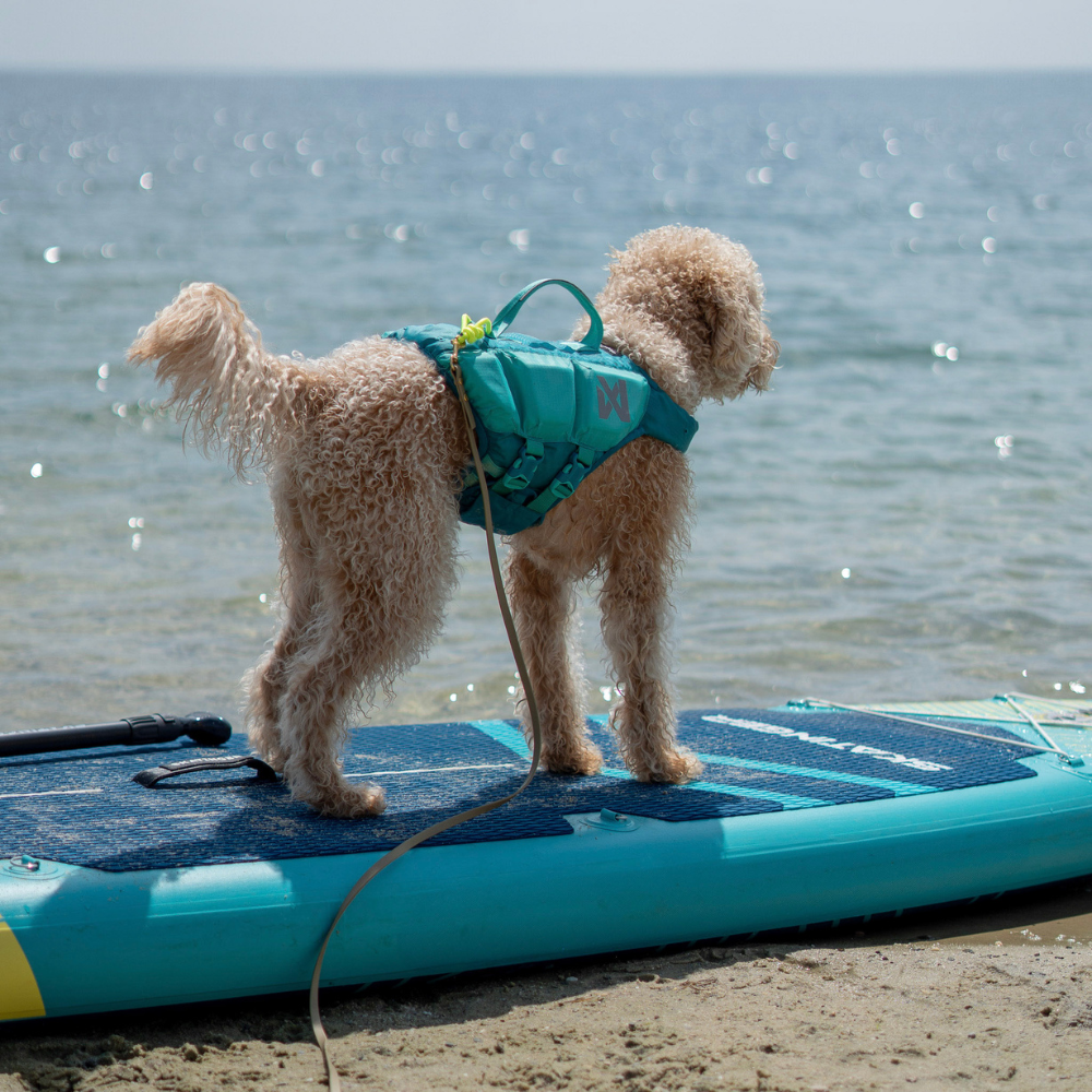 Hund auf Stand Up Paddle Schwimmweste PROTECTOR Life Jacket Teal - non-stop dogwear