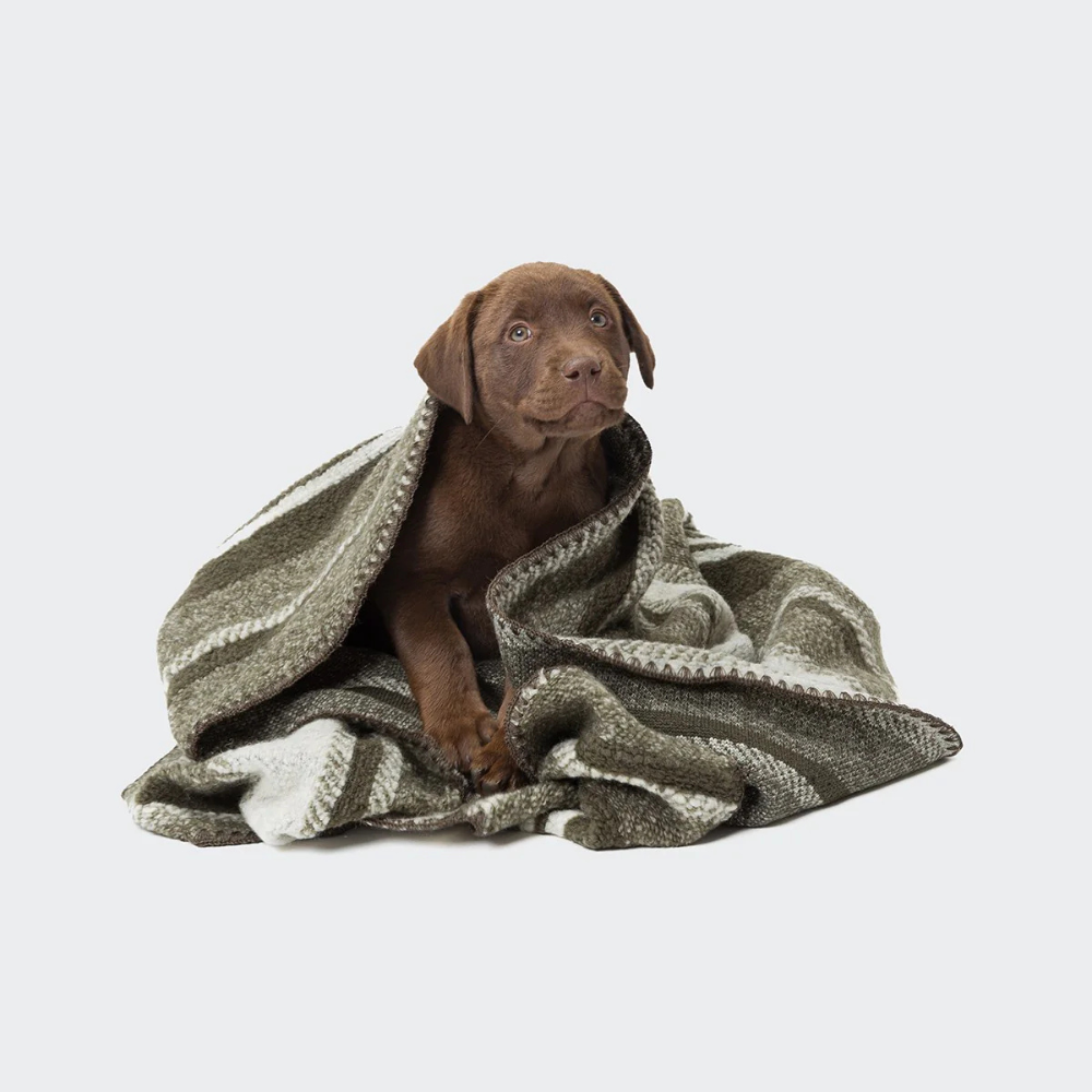 Hund in Cloud7 Hundedecke Evergreen