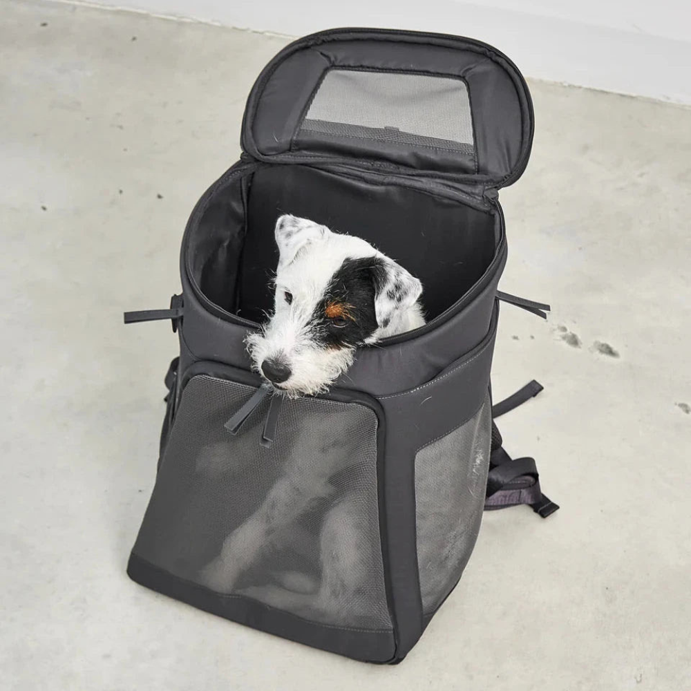 Hund in MiaCara Zaino Hunderucksack Öffnung oben